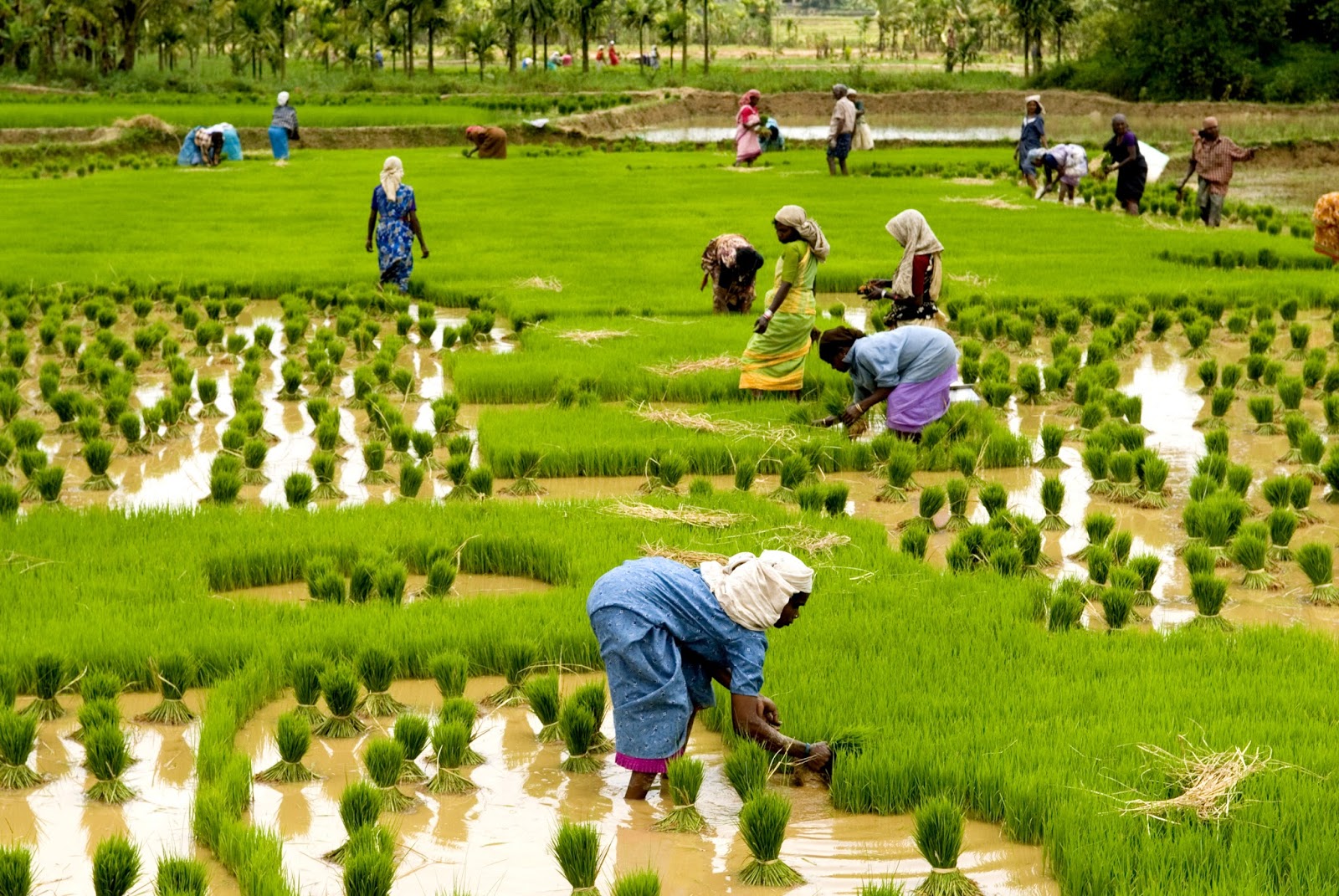Farm relationship and distribution perspective