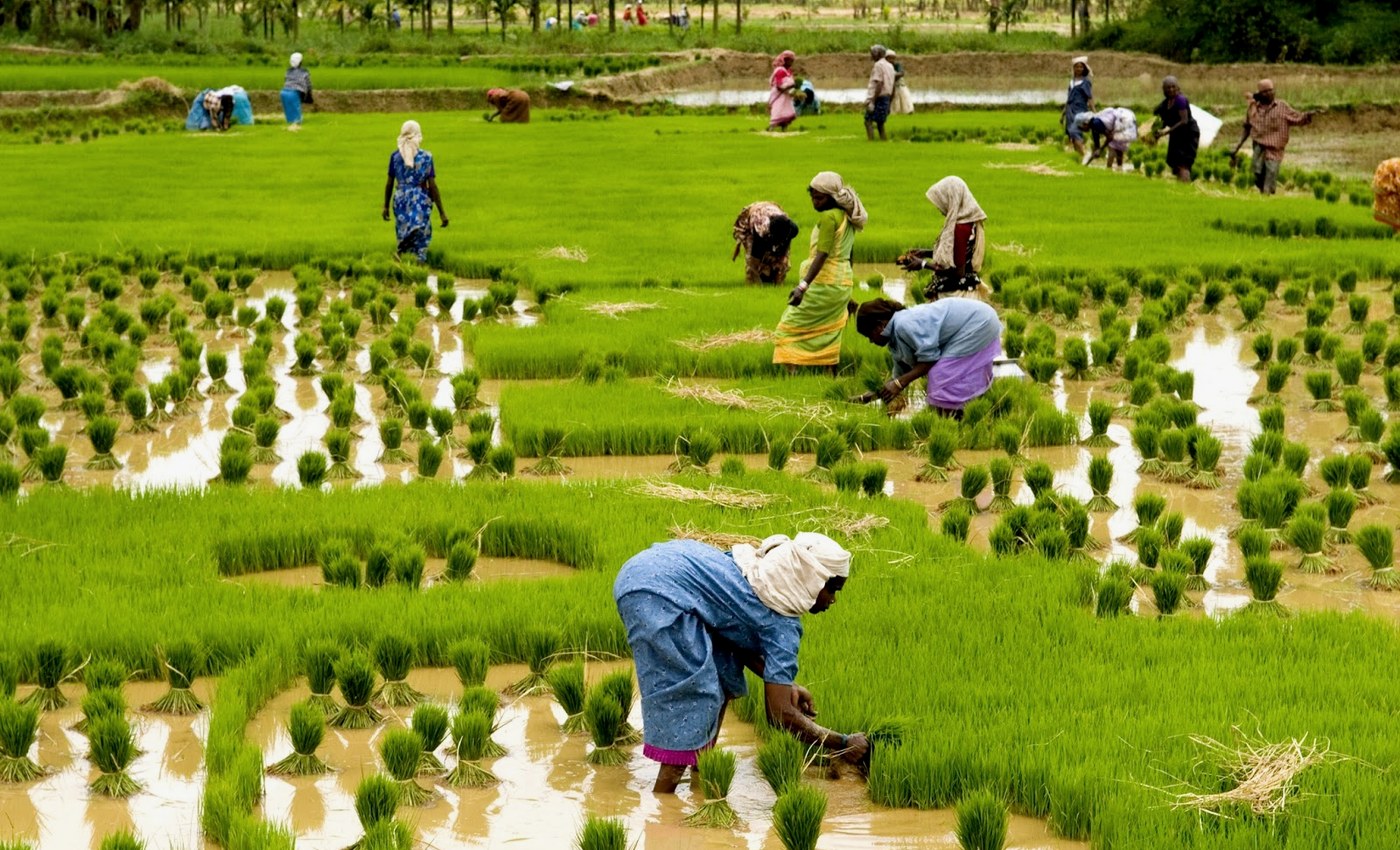 Rice farming